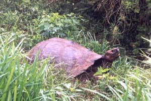 Click for enlarged photo