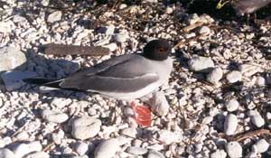 Click for enlarged photo