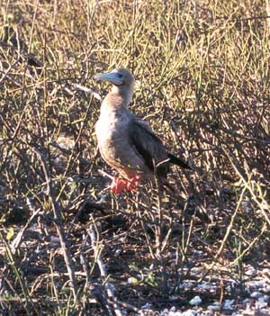 Click for enlarged photo