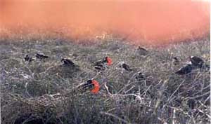 Click for enlarged photo