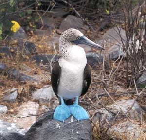 Click for enlarged photo