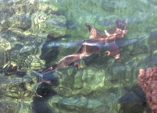 Click for enlarged photo