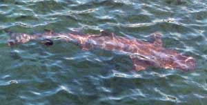 Click for enlarged photo