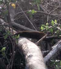 Click for enlarged photo