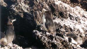 Click for enlarged photo