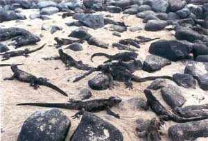 Click for enlarged photo