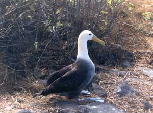 Click for enlarged photo