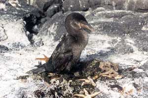 Click for enlarged photo