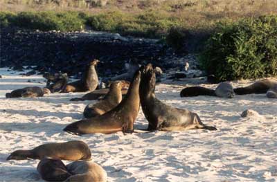 Click for enlarged photo