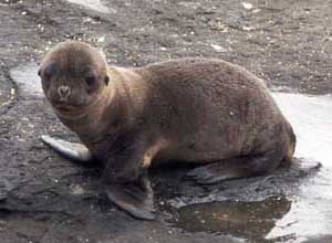 Click for enlarged photo