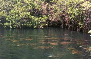 Click for enlarged photo