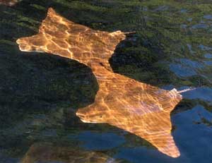 Click for enlarged photo